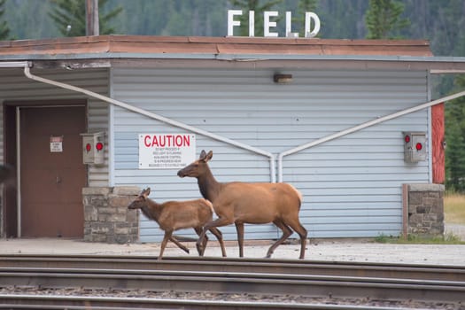 elk deer while crossing railway in Canada