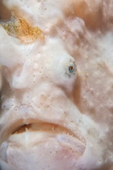 Frog Fish portrait in Cebu, Philippines