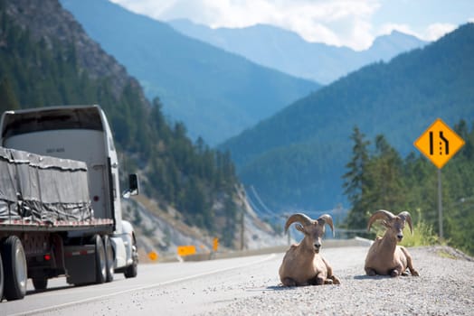 big horns sheep ram near highway in canada