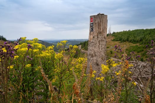 ROTHAARSTEIG, GERMANY - JUNE 8, 2023: Panoramic landscape image, beautiful scenery along the long distance hiking trail Rothaarsteig on June 8, 2023 in Hesse, Germany 