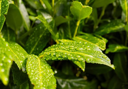 Close up photograph of a set of green Close up photograph of a set of green leaves in spring with fresh drops of water on them, with shallow depth of field.