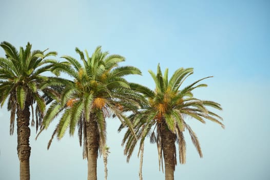 Three beautiful palm trees with hanging ripe organic dates against blue clear sky background. Copy advertising space. Nature backdrop
