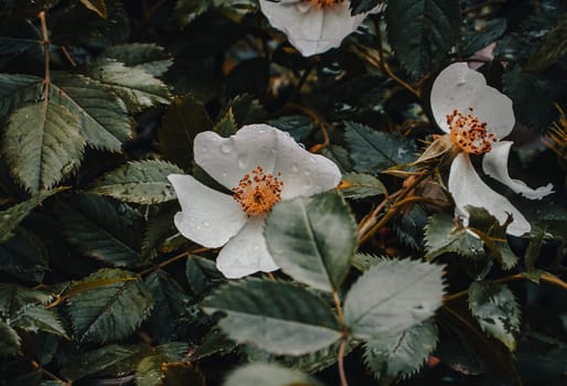 Blooming Rose flower buds under rain photo. Growing Rosa canina photography. Growing plants in morning garden. Front view photography with blurred magical background. High quality picture for wallpaper