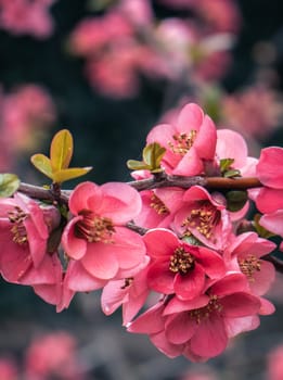 Close up blooming pink flowers of apricot branch photo. Blossom morning spring. Photography with blurred background. High quality picture for wallpaper