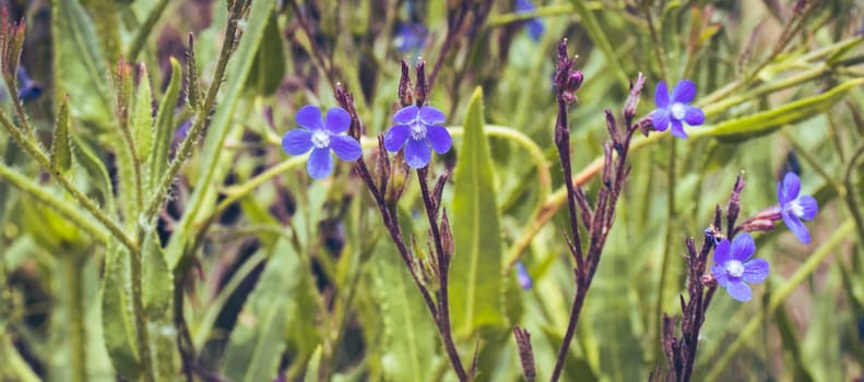 Small blue flax blossom flowers on wild field concept photo. Blossom meadow flowers photo. Small blue bloom flowers on meadow photography. Growing plants in the morning. High quality picture for wallpaper