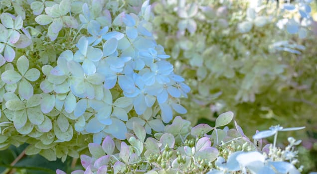 Close up beautiful blue white hydrangea on the bush photo. The flowering hortensia photography. Summer bright flower. High quality picture for wallpaper