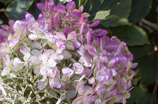 Close up beautiful pink hydrangea inflorescences on the bush photo. The flowering of a hydrangea lush foliage photography. Summer bright flower. High quality picture for wallpaper