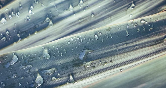 Close up water drop sparkle on reed grass photo. Big droplet on swamp dew outdoor. Amazing artistic image of purity of nature. Idyllic scene. High quality picture for wallpaper, article