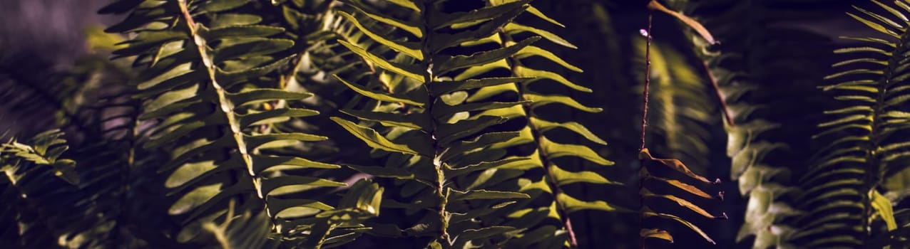 Fern leaves on dark background in sunny forest. Dark green fern leaves in garden. Nature sunny autumn background. Fern at tropical forest. Exotic plant. Beautiful dark green fern leaf texture background.