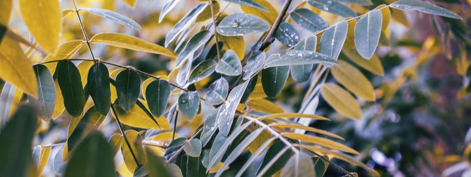 Spring walnut green tree branch under spring rain concept photo. Growing plants in morning garden. Young spring bush, stems in springtime. High quality picture for wallpaper