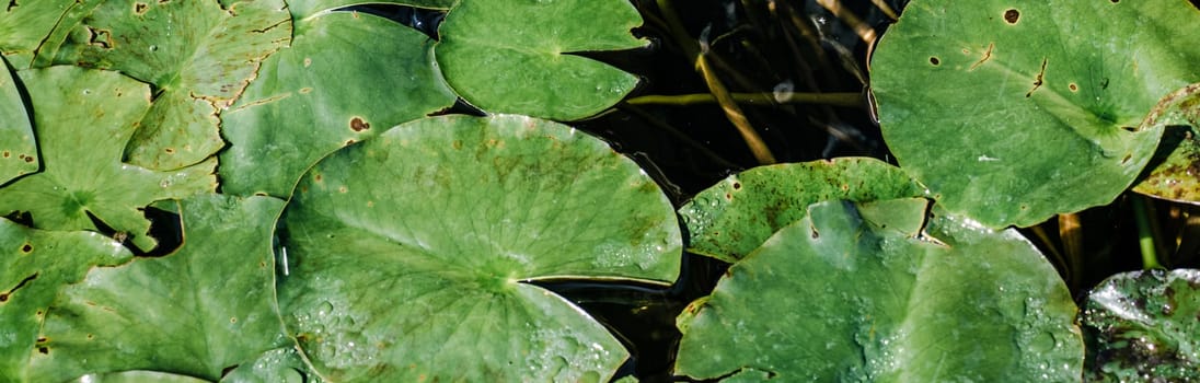 Close up view of water lily flower in daytime photo. Aquatic leaves under sunlight photography. Beautiful nature scenery photography. Idyllic scene. High quality picture for wallpaper, travel blog.