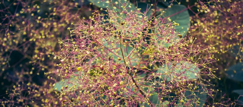 Cotinus coggygria bright blossom bush concept photo. Close up bright blossom bush with raindrops photography. Royal purple smoke bush, smoke tree and purple smoke tree. High quality picture for wallpaper