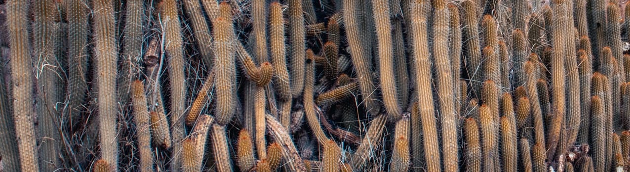 Cereus cactus in the garden photo. Colorful stone background, rural landscape. Fresh green desert foliage. Street scene with cactus in the garden. High quality picture for wallpaper, article