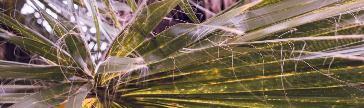 Coconut palm tree leaves vintage filter photo. Beautiful tropical background. One round palm leaf of the licuala valida palm in Barcelona. High quality picture for wallpaper, article