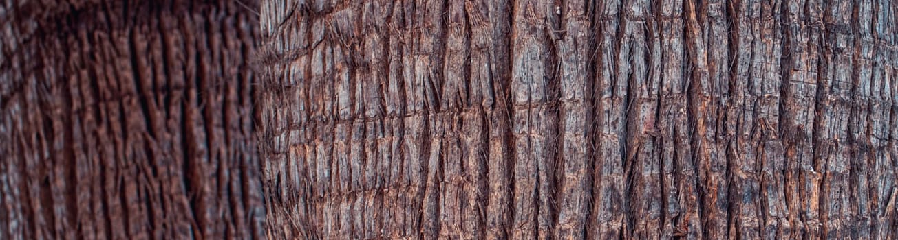 Closeup view texture of coconut tree of nature photo background. Cracked bark of old tropical palm tree. Upper trunk detail of palm tree background texture pattern. Exotic travel. Jungle