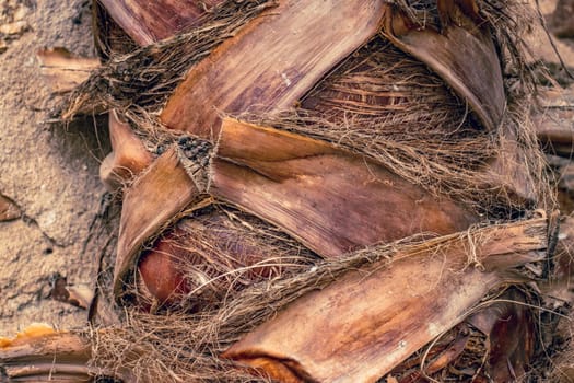 Palm tree trunk detailed background pattern. Palm tree trunk texture. Cracked bark of old tropical palm tree. Upper trunk detail of palm tree background texture pattern. Exotic travel. Jungle