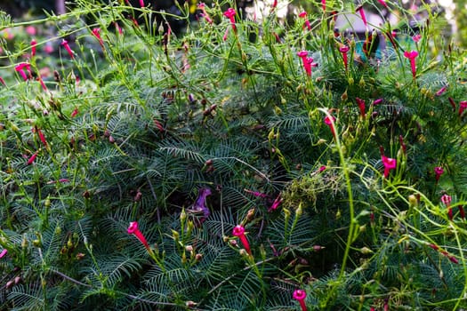 cypress vine, Ipomoea quamoclit is blooming. Selective focus