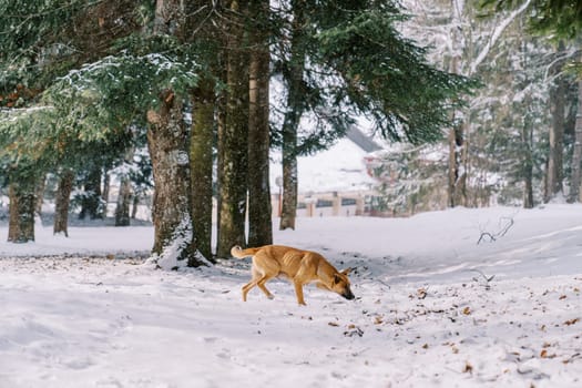 Red dog walks through a snowy forest, sniffing. Side view. High quality photo