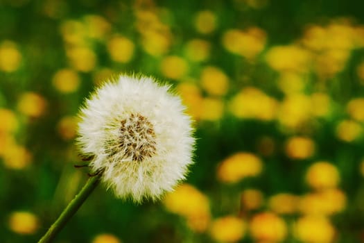 White dandelion on a background of yellow flowers. abstract floral background