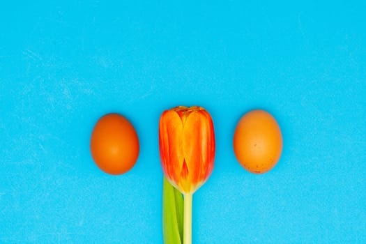 Two brown chicken eggs and one red tulips on a blue background. Two Easter Eggs