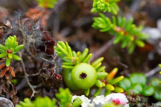 Crowberry, also known as blackberry, in its green phase before ripening, found on the arctic tundra with other plants in the background, Nunavut, Canada