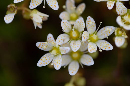 Prickly Saxifrage or Saxifraga tricuspidata, small cream coloured flowers with orange spots. Prickly saxifrage is a loosely matted perennial, that grows in large bunches, close to the ground. Arviat, Nunavut, Canada