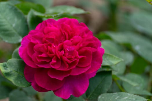 pink roses on a sunny day in the garden. Nature, summer, parks travel concept