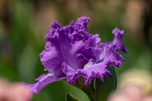 Purple bearded iris flower close up.