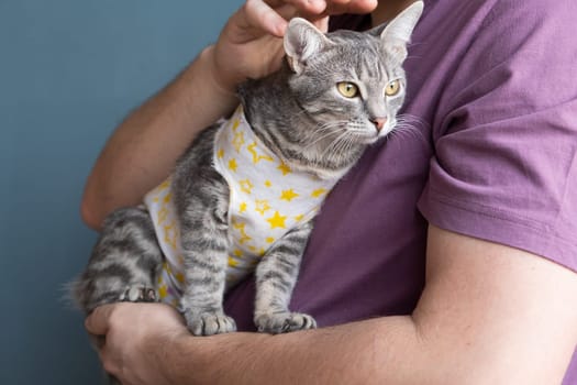 Pet sterilization concept. Adorable kitty portrait in special suit bandage recovering after surgery. man taking care of cat