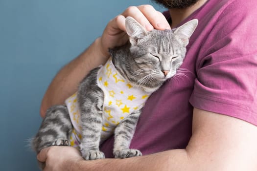 Pet sterilization concept. Adorable kitty portrait in special suit bandage recovering after surgery. man taking care of cat