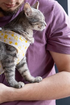 Pet sterilization concept. Adorable kitty portrait in special suit bandage recovering after surgery. man taking care of cat