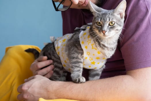 Pet sterilization concept. Adorable kitty portrait in special suit bandage recovering after surgery. man taking care of cat