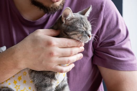 Pet sterilization concept. Adorable kitty portrait in special suit bandage recovering after surgery. man taking care of cat