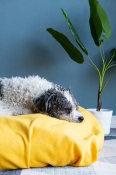 Pet care.cute bichon frise dog sitting on yellow pet bed over blue wall background at home