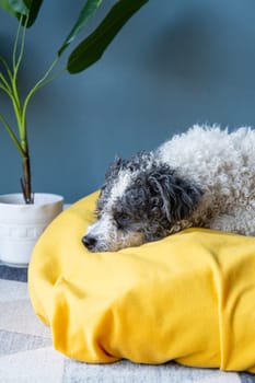 Pet care.cute bichon frise dog sitting on yellow pet bed over blue wall background at home