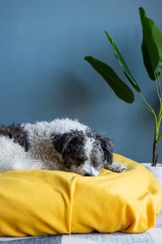 Pet care.cute bichon frise dog sitting on yellow pet bed over blue wall background at home