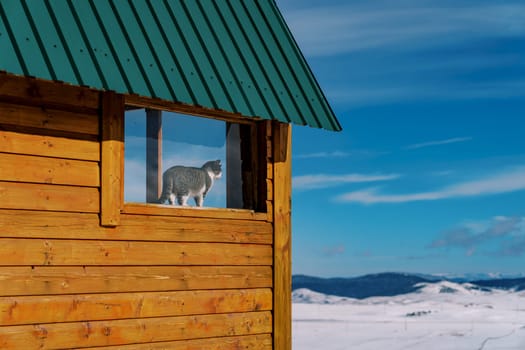Cat stands on the windowsill of a wooden cottage and looks out the window at the snowy plain. High quality photo