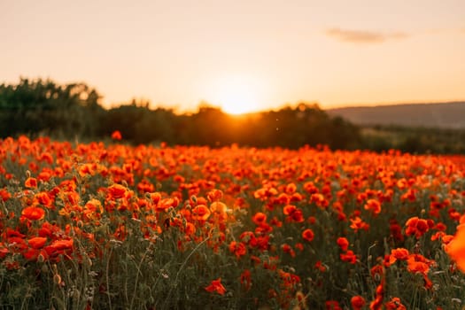 Field poppies sunset light banner. Red poppies flowers bloom in meadow. Concept nature, environment, ecosystem