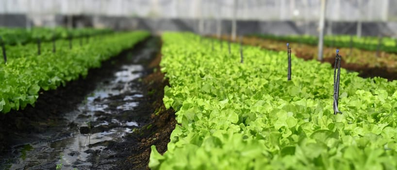 Fresh lettuce growing in organic greenhouse. Harvesting, agricultural and farming concept