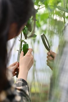 Young farmers inspect plant disease and insects with magnifying glass in organic farm