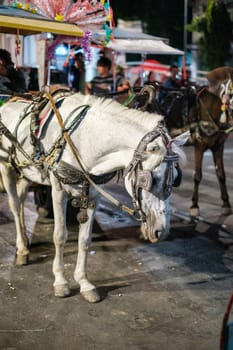 White Horse and Carriage on Street