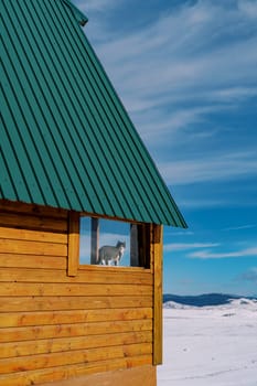 Tabby cat stands on the windowsill of a wooden cottage and looks out the window. High quality photo