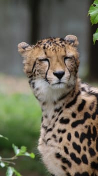Close-up of a cheetah's face with a soft-focus background, showcasing its distinctive spots and calm expression.