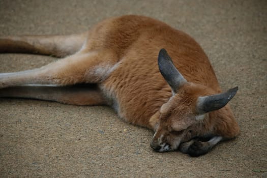 A wallaby lying down sleeping.