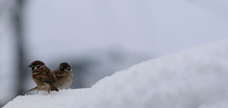 Two sparrows perched on a snowy surface with a blurred white background.