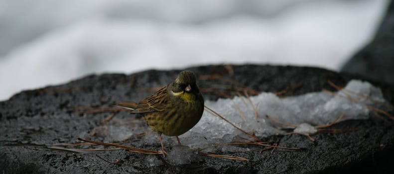 Small bird perched on a frosty rock with a blurred background.