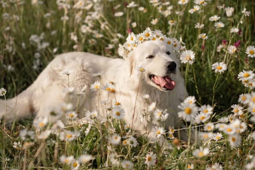 Daisies white dog Maremma Sheepdog in a wreath of daisies sits on a green lawn with wild flowers daisies, walks a pet. Cute photo with a dog in a wreath of daisies