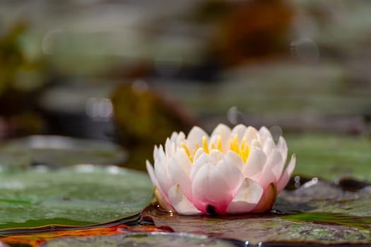 Pink lotus water lily flower in pond, waterlily with green leaves blooming.