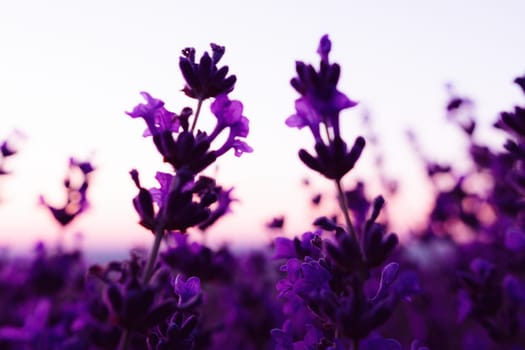 Lavender flower field closeup, fresh purple aromatic flowers for natural background. Violet lavender field in Provence, France.