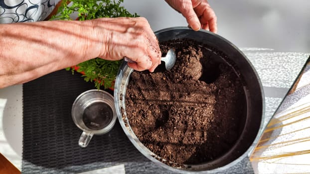 Planting marigold flowers in a pot. Reproduction of plants in spring. Young flower shoots and greenery for the garden. The hands of elderly woman, bucket of earth, green bushes and twigs with leaves